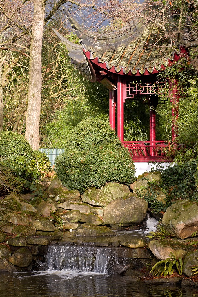 japanse tuin belgie hasselt koivissen gele Iris ensata koi Cyprinus carpio lente bloesem kersenbloesem voorjaar